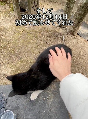 野良猫に触る