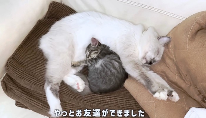 やっとできた猫友達