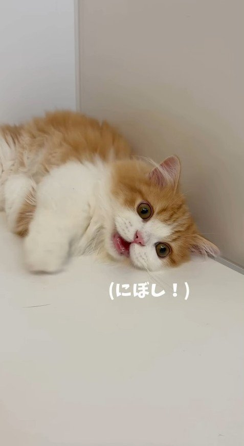 にぼしを催促する子猫