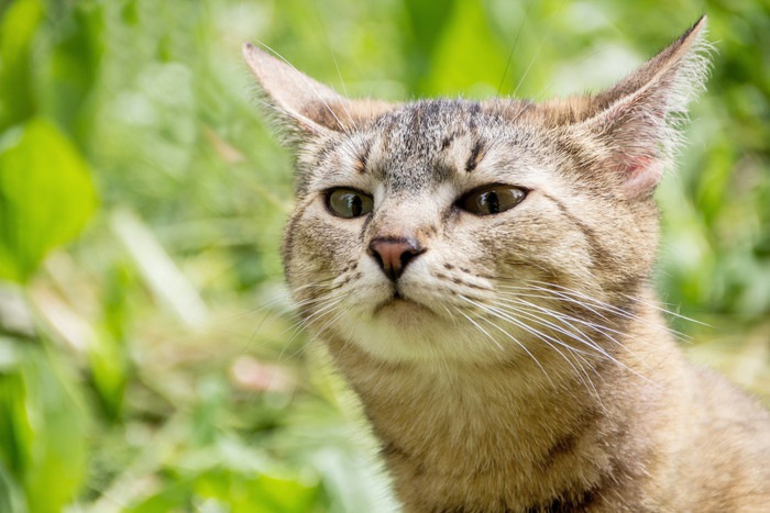 ふてくされた猫