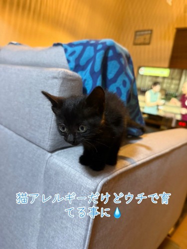 ソファに乗る子猫