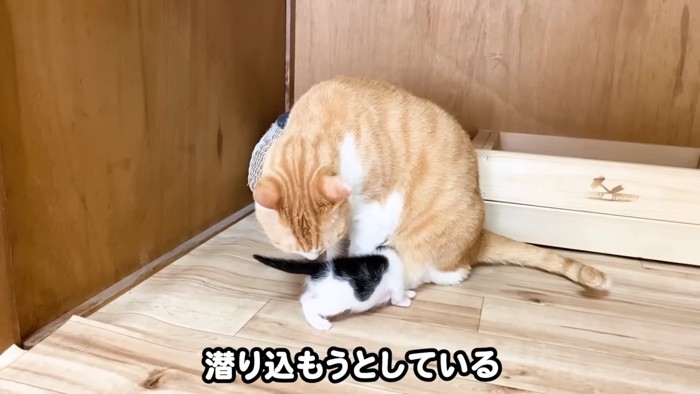 成猫のお腹に潜る子猫