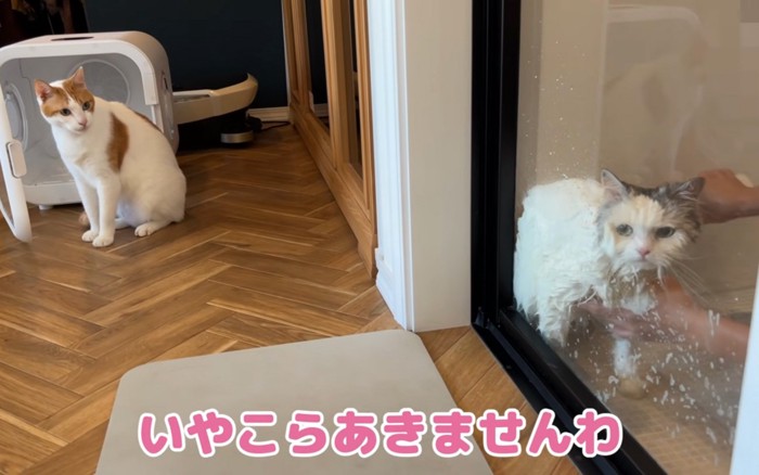 見てる猫