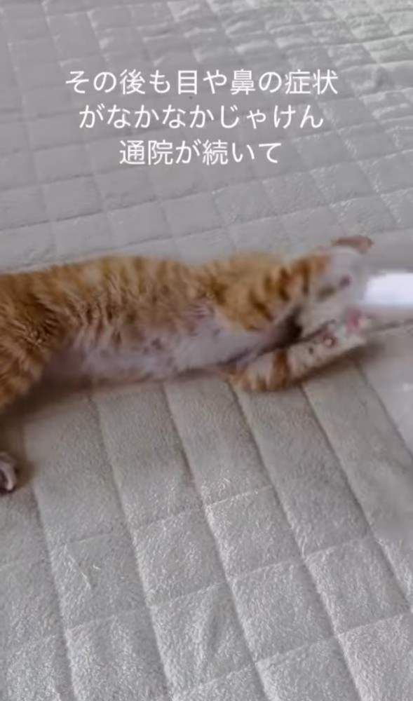 猫じゃらしで遊ぶ子猫