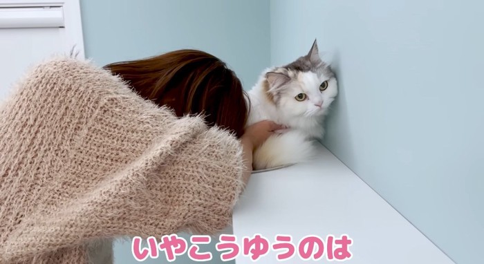 嫌がる猫