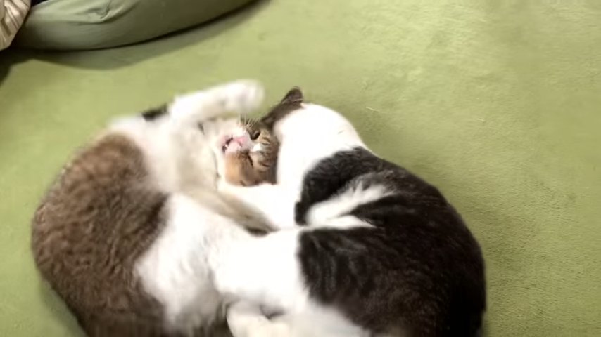 取っ組み合いをする2匹の猫