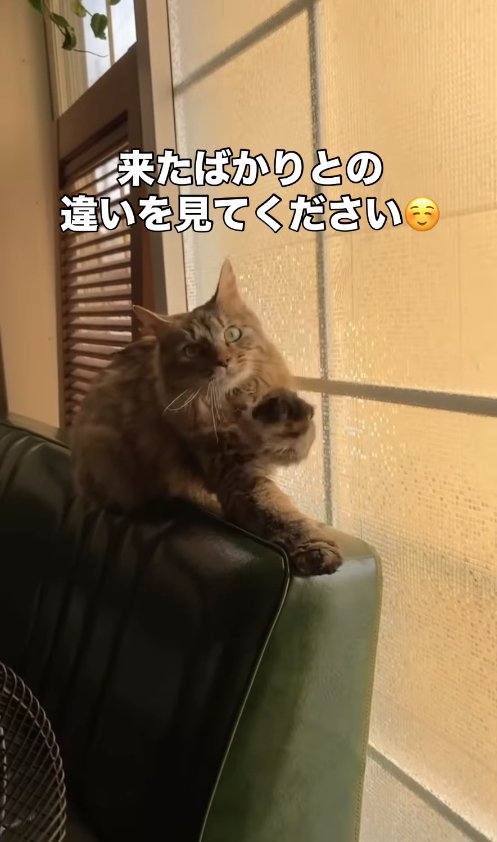 ガラス戸の前でソファの背もたれに乗って左前足を上げている長毛猫（カメラ目線）