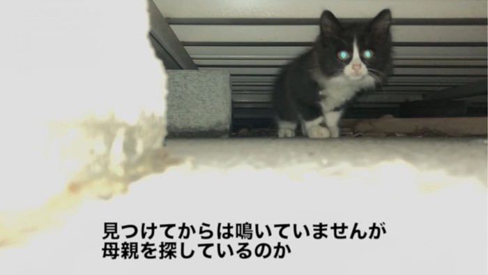 カメラのほうに歩いてくる子猫