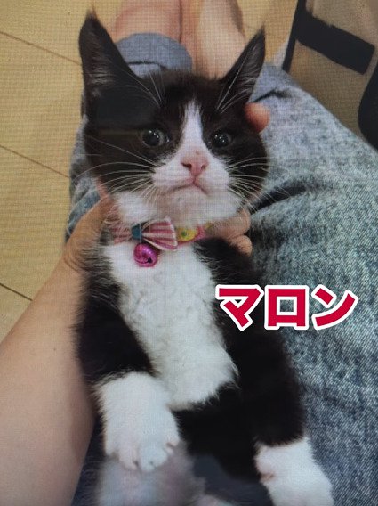 仰向けの子猫2