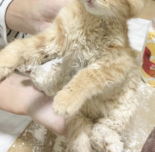 粉まみれの子猫