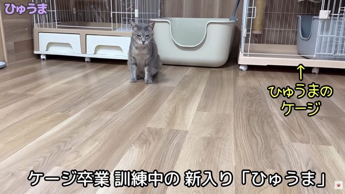 テロップ「ケージ卒業訓練中の～」