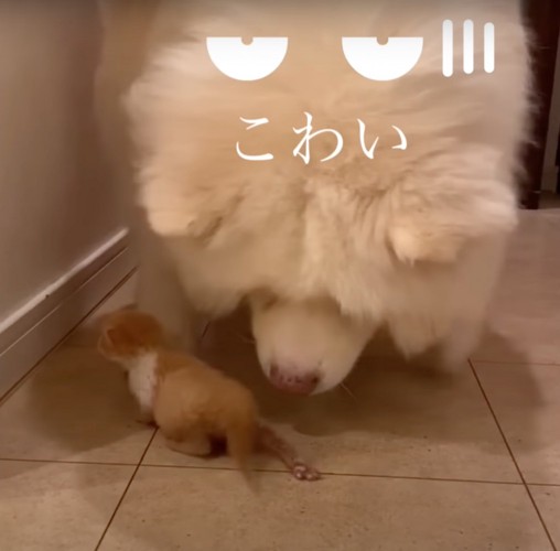 怖がる大型犬