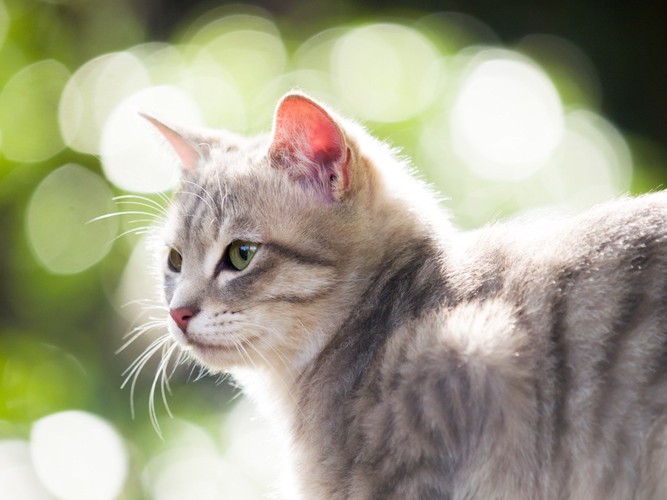 緑の中で横を見る猫