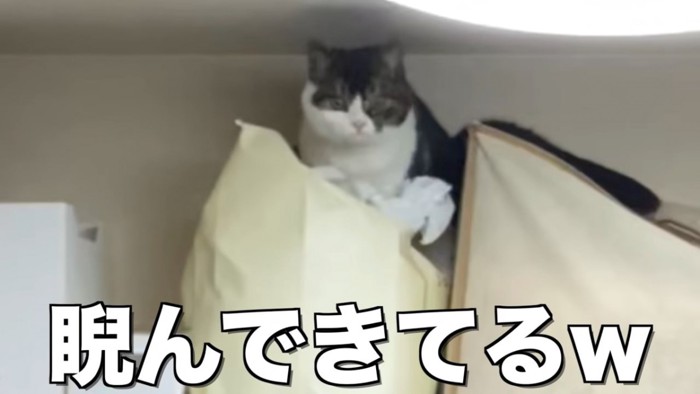 カメラを見る猫