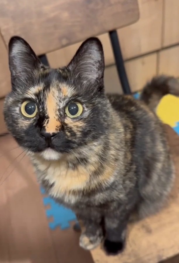 凝視する猫
