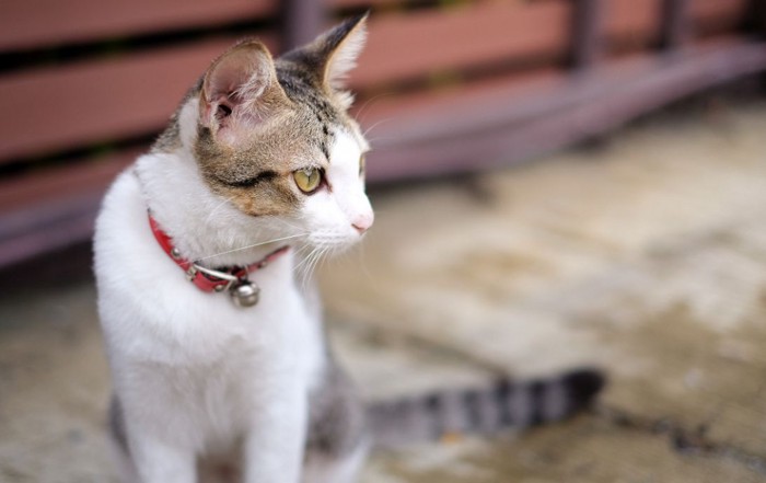 見つからない愛猫