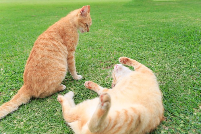 芝生でじゃれ合う2匹の猫