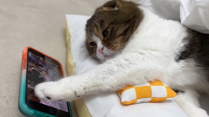 スマホを触る猫