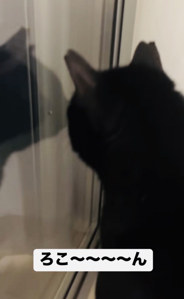 窓の外を見ながら鳴く黒猫