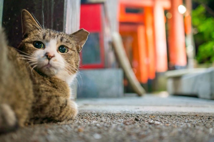 神社の猫