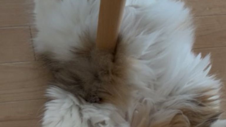 猫のお腹