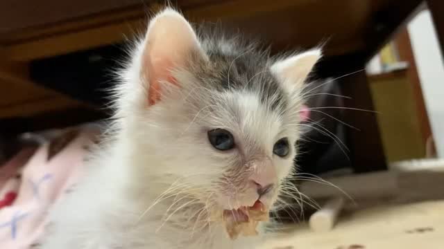 前を見ている子猫