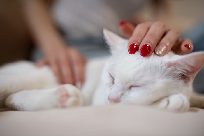 触られる猫