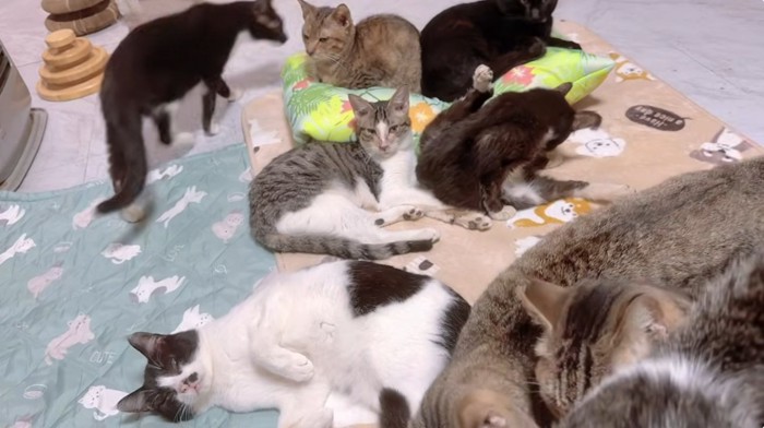布団の上で寝ている猫達