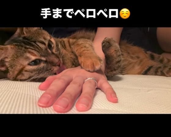 人の手をなめる猫