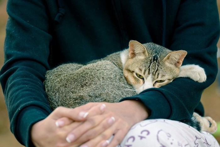 抱っこされる猫