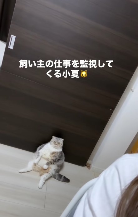 ドアの前でスコ座りしている小夏ちゃん