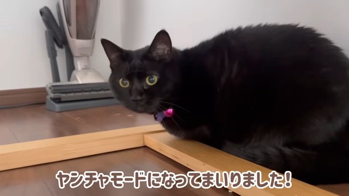 座る猫