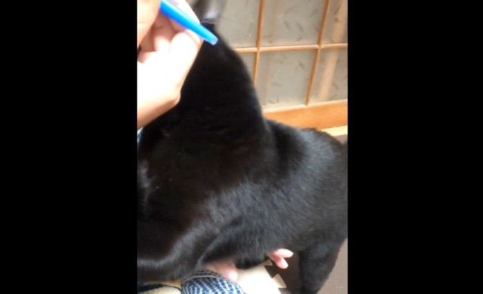 おそう黒猫