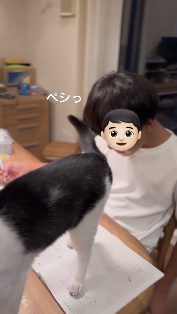 尻尾を振る猫