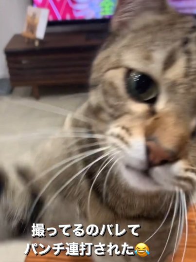 右前足を上げる猫