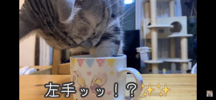 コップに手を入れる猫