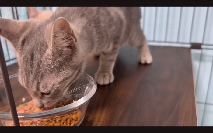 食べる猫