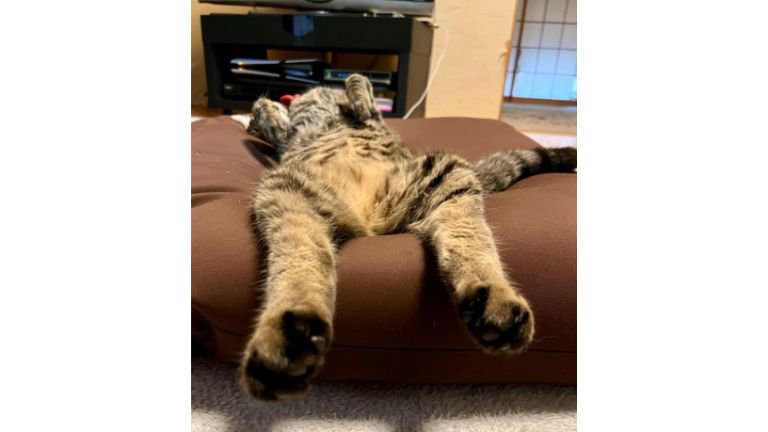 寝ている猫