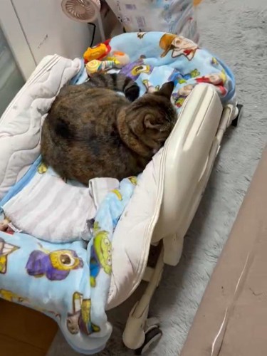 顔を隠す猫