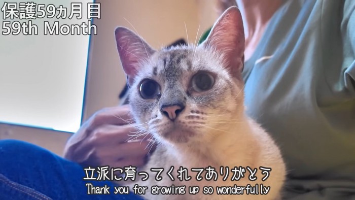 人の膝の上に乗る猫