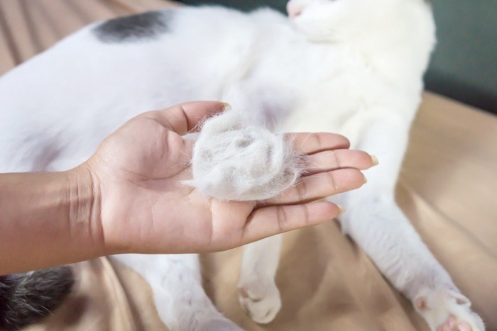 猫の毛玉ボール