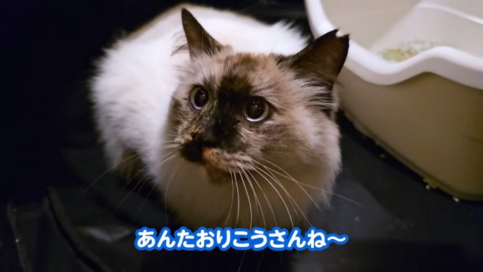 見上げる猫