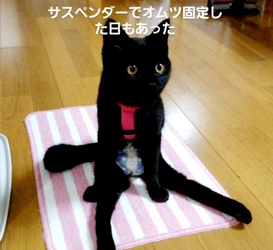 サスペンダーを着けた猫