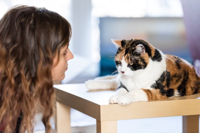 テーブルの上に乗った猫をしかる女性