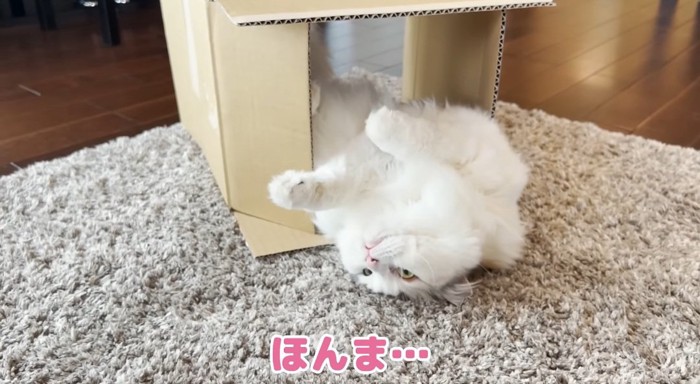 仰向けの猫