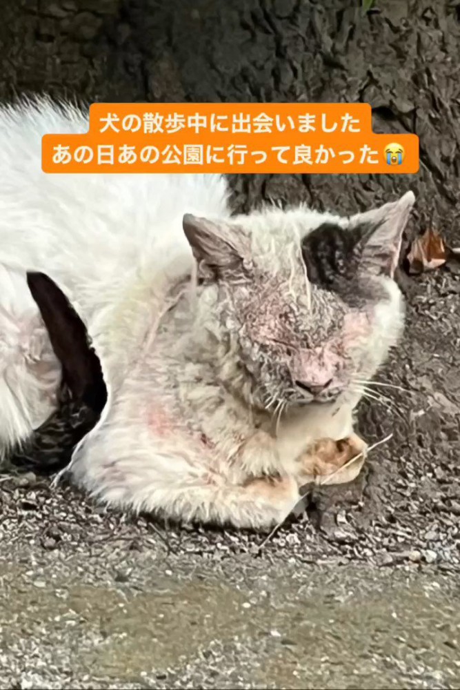 外で目を閉じて座る猫