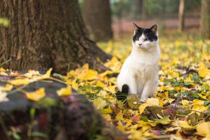 イチョウの落ち葉の上の猫