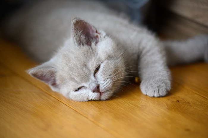 目を開けて寝る黒系の子猫