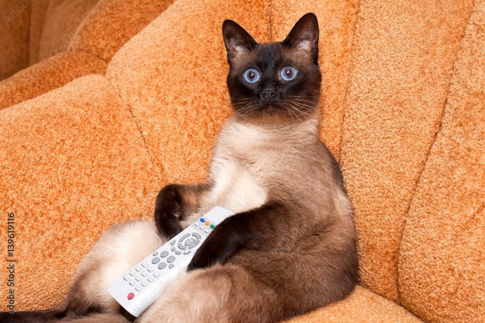テレビを見る猫