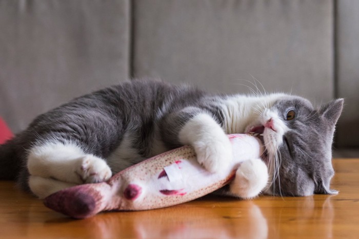 けりぐるみを噛む猫